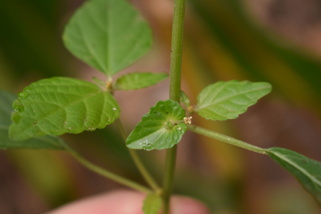 Asian Copperleaf