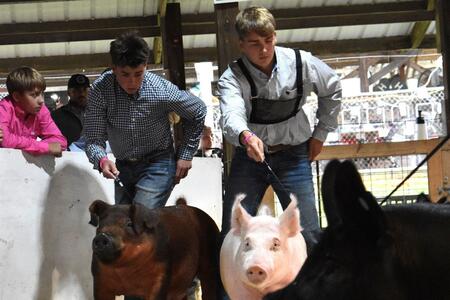 Youth boys in a ring with swine