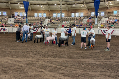 A line of youth participants with their mentors in the showring with their sheep.