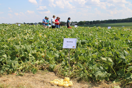 A group of participants walking in a pumpkin field.