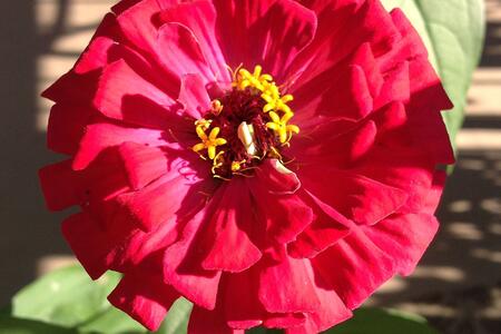 pink zinnia flower