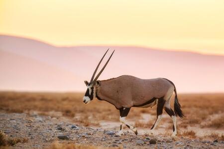 An African gemsbok walking across a desert