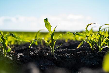 young corn stalks growing in a field
