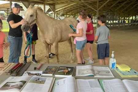 white horse being groomed by youth in barn