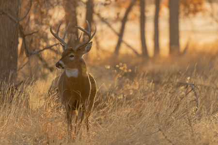 A buck standing in a field