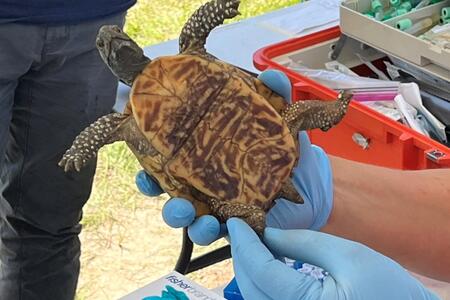 Volunteer holding a turtle upside as part of turtle monitoring.