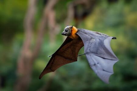 bat