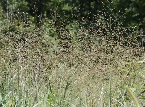 switchgrass in bloom