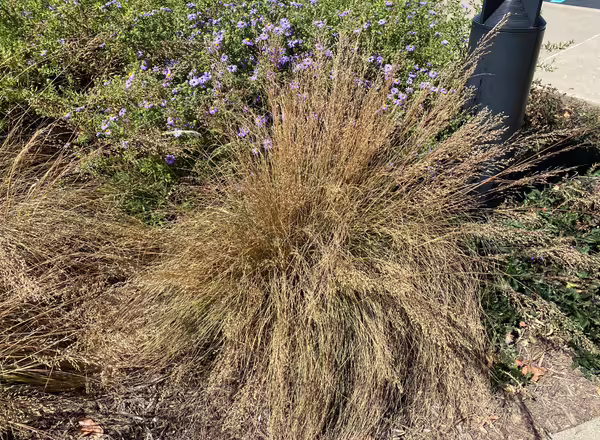 clump of Prairie Dropseed in fall