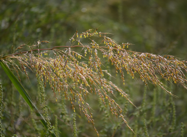 inflorescence of indiangrass