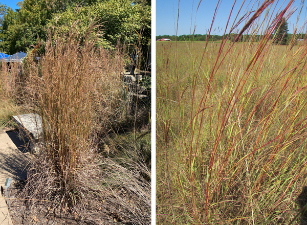 left shows bunch of big bluestem in fall, right shows red stems and leaves of big bluestem