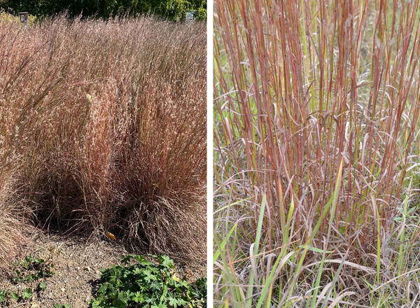 left shows clumps of little bluestem in fall, right shows red stems of little bluestem