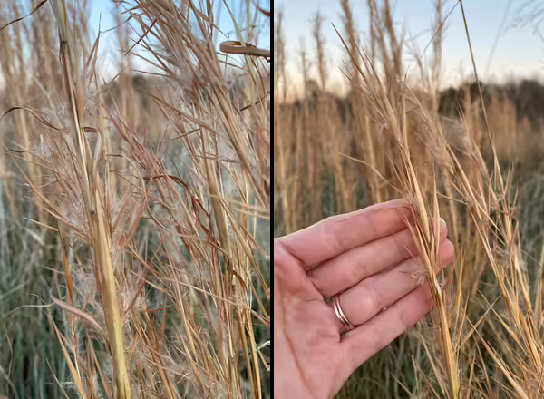 broomsedge in the winter, with orange foliage and white fluffy spikelets