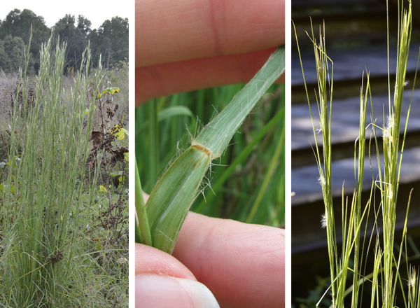 left shows bunch of broomsedge, middle shows membranous ligule, right shows fluffy spikelets