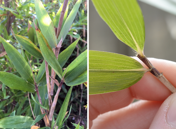 left shows leaves of giant cane, right shows hairs in collar region