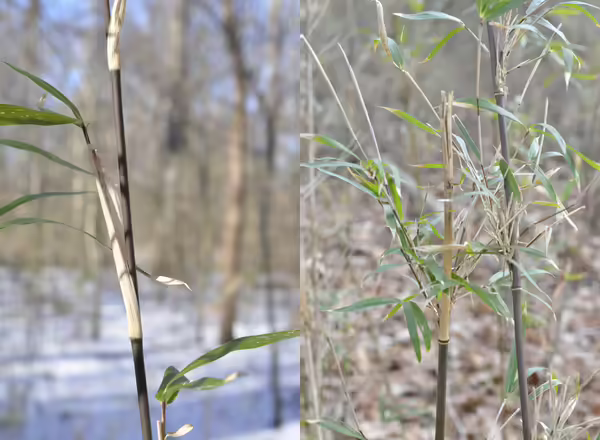 two views of the woody stems of giant cane