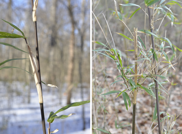 two views of the woody stems of giant cane