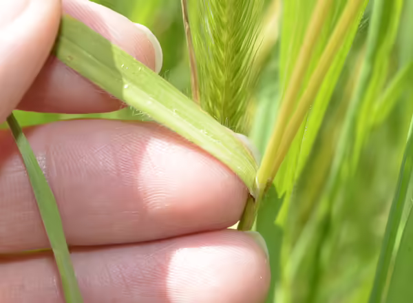 membranous ligule of cheatgrass