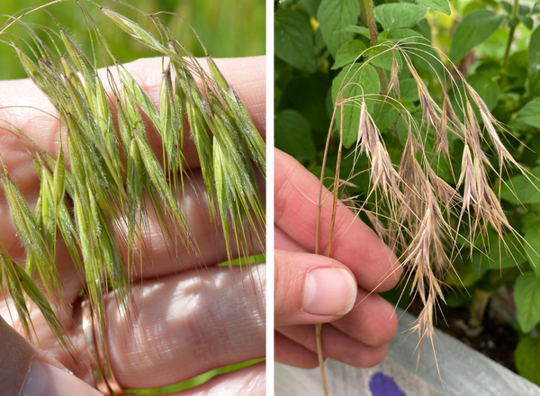 left shows hairy, awned spikelets and right show dried, drooping inflorescence with spikelets open in a v-shape