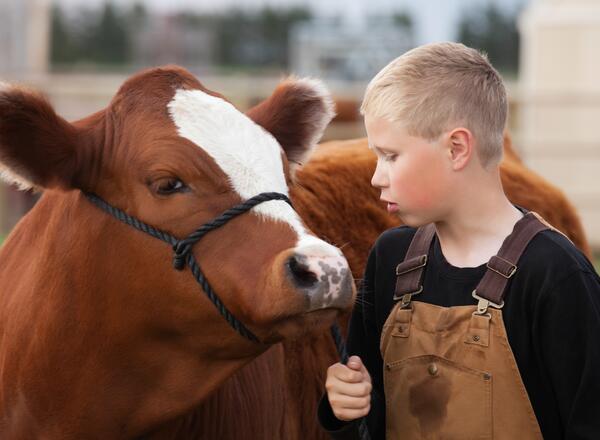 young boy with a beef cow