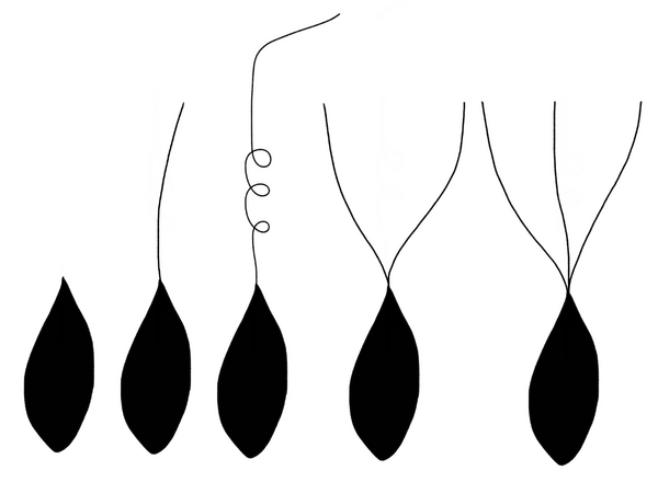 sketches of spikelets with different types of awns