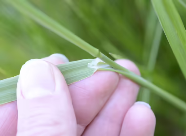 membranous ligule of Timothy