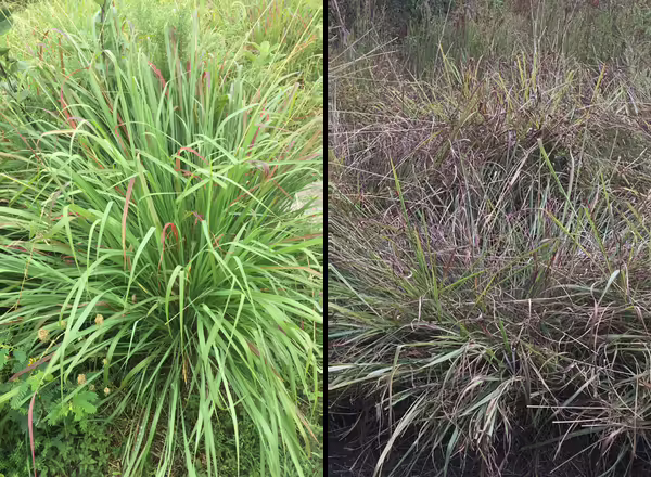 clumps of gama grass, with matted down look on the right