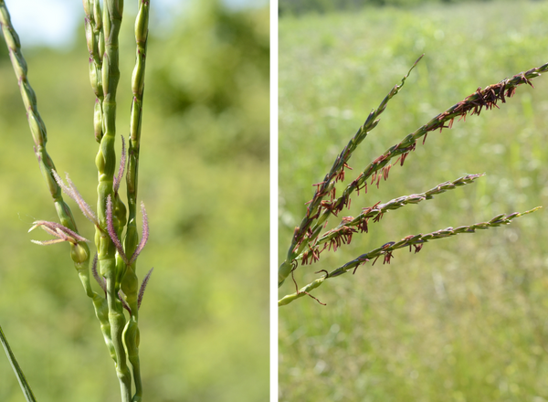 left shows stigmas of spikelets, right shows anthers
