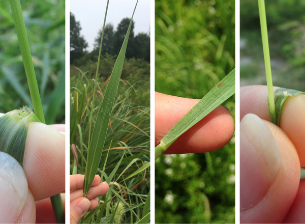 ligules and leaves of the foxtails