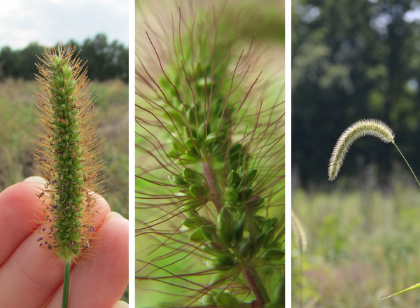 spike inflorescences of yellow, green, and giant foxtail