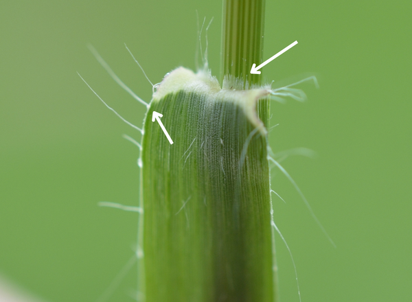 closeup of base of leaf blade of side oats grama, with arrow pointing to a gland with a hair on top of it and the other arrow pointing to the ligule
