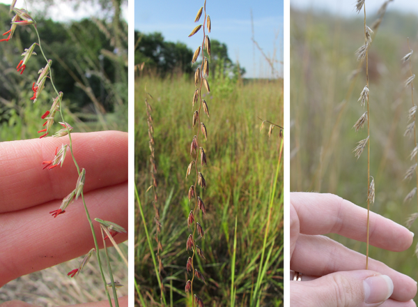 Three views of the raceme inflorescence of Side Oats Grama