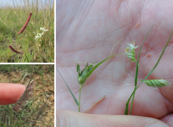 top left shows blue grama, bottom left shows hairy grama, right shows buffalograss