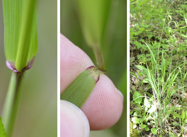 left shows auricles, middle shows membranous ligule, and right shows green clump of leaves of rye grasses