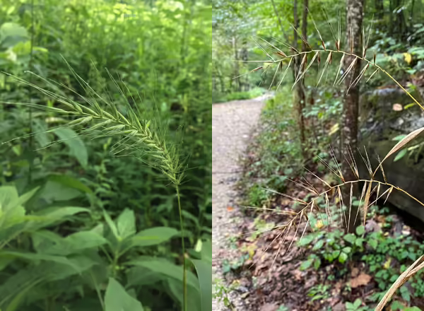 bottlebrush grass spikes when green and senesced