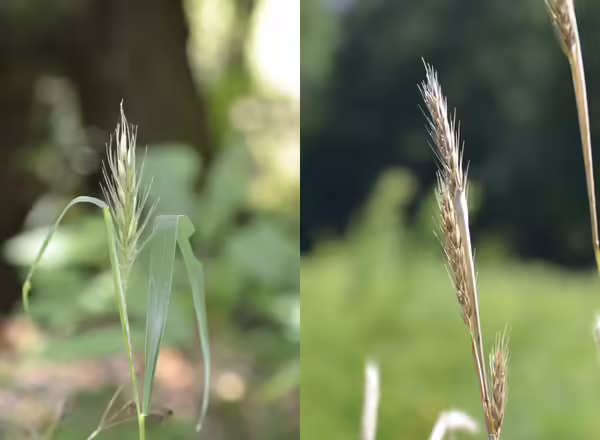 spike inflorescences of Virginia wild rye