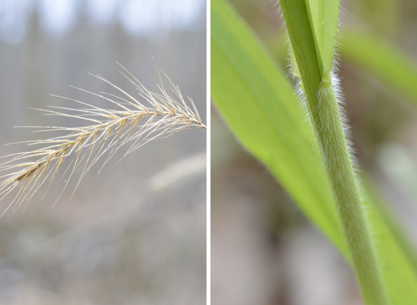 left shows spike of silky wild rye, right shows hairiness of leaf sheath