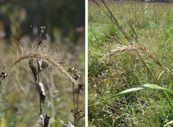 spike inflorescences of Canada Wild Rye