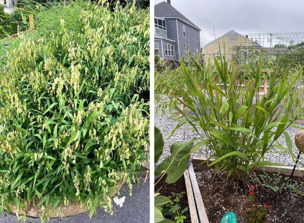Left shows clump of river oats growing at a zoo, right shows a bunch of river oats growing in a raised bed