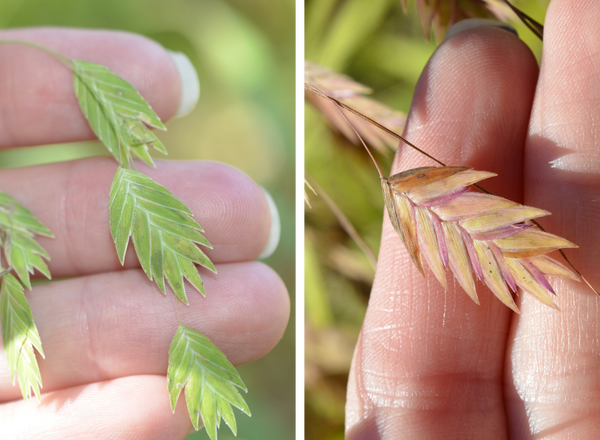 flattened spikelets of river oats