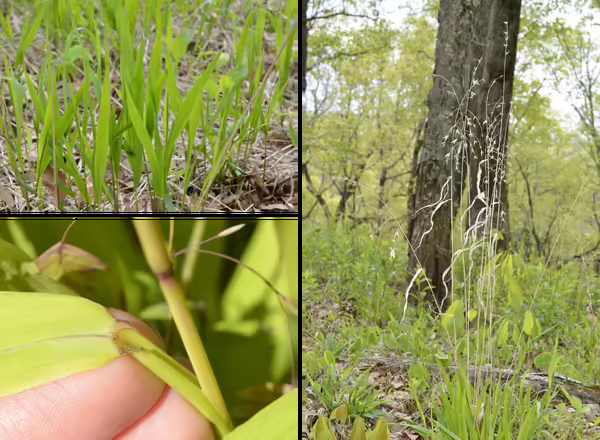 Top Left: Broad leaves that taper to a point, emerging in the spring. Bottom Left: Ligule of short hairs. Right: Clump of leaves with last year's spikelets.