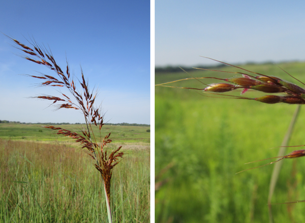 left shows panicle inflorescence, right shows awned spikelets