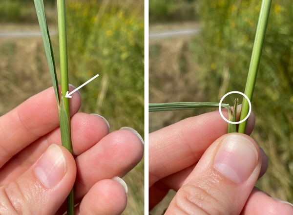 two different views of the horns of indiangrass