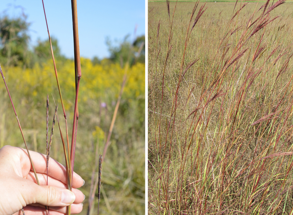 left shows red stem of Big Bluestem, right shows red color in stems and inflorescences of Big Bluestem