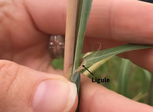 membranous ligule of Big Bluestem