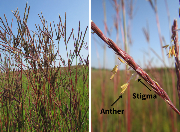 left shows many raceme inflorescences of Big Bluestem, right shows closeup of spikelet with anthers and stigmas exserted