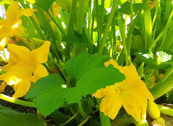 squash plant with yellow blooms