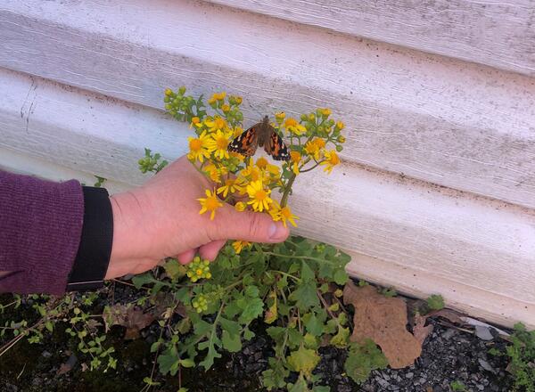 person holding yellow flower with monarch butterfly