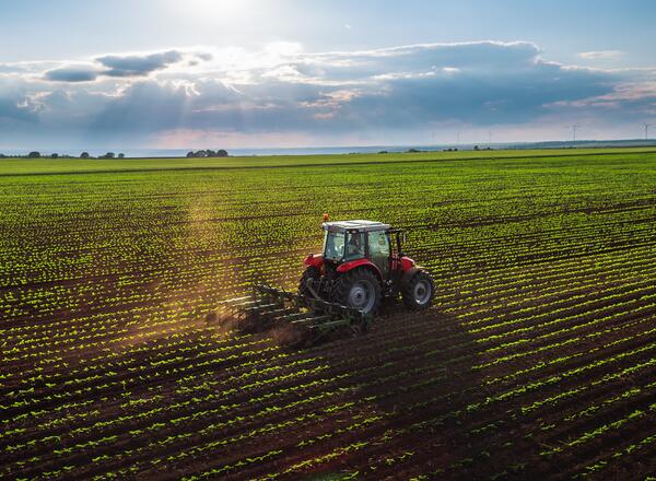 Tractor in a field of row crops
