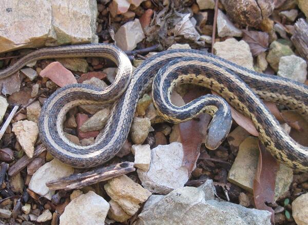 eastern garden snake